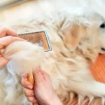 Treating Dog Hair Loss