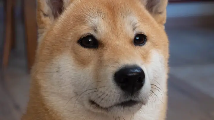 Missed chance to become shiba inu millionaire well this could be the next SHIB