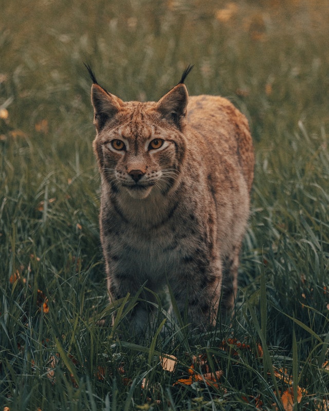 are lynx dangerous