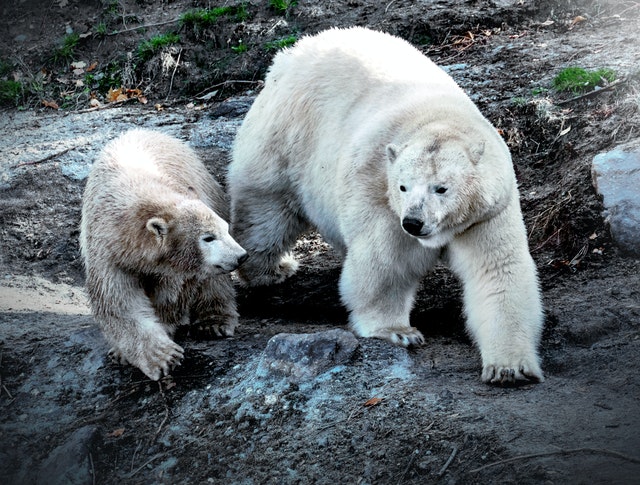 how strong are polar bears