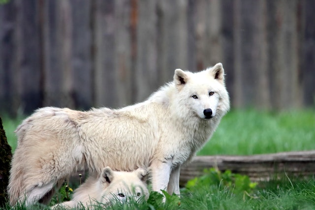 are wolves color blind
