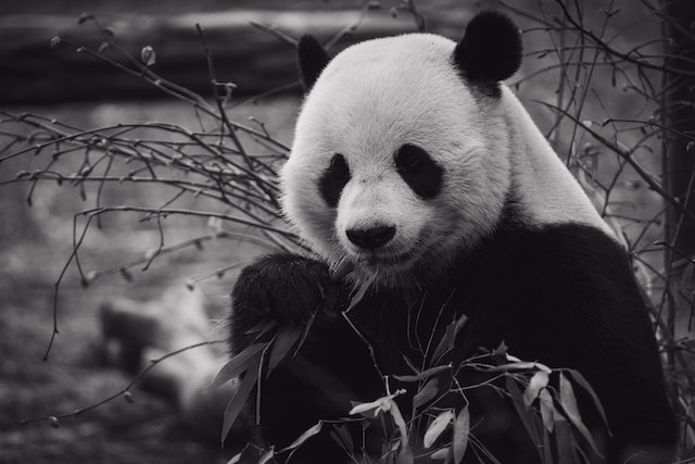 are pandas dangerous
